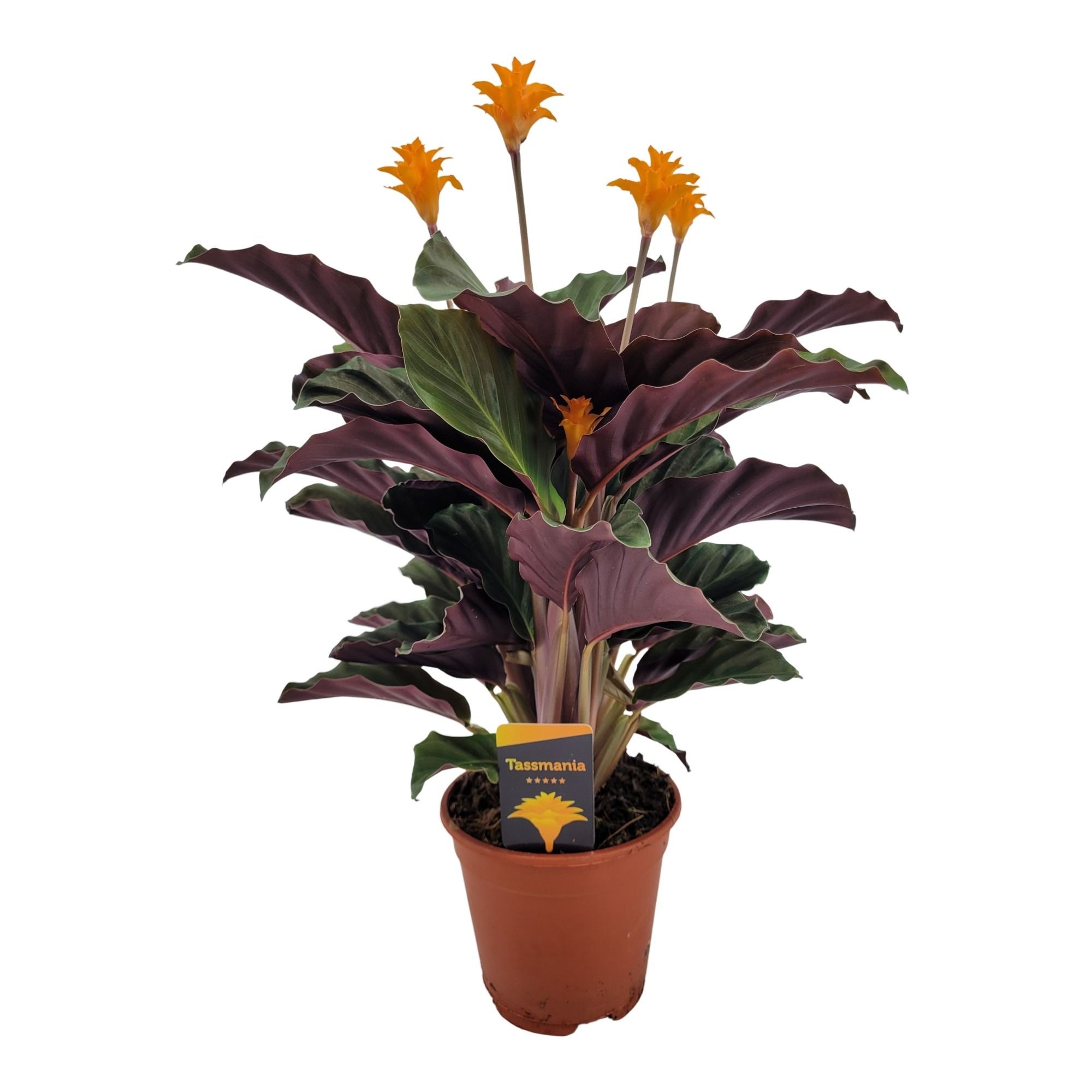 Calathea crocata 'Tassmania' 5/6 bl, D 14