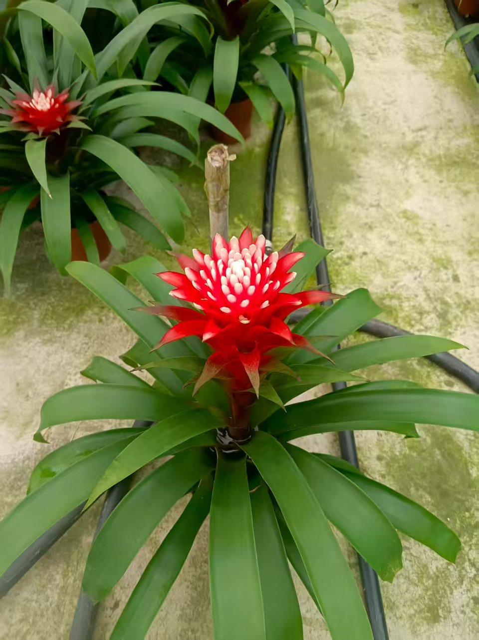 Аглаонема 140 Сноу Вайт 14 40