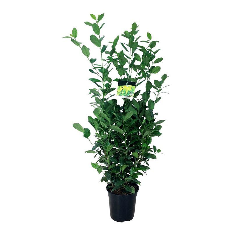 Prunus laur. 'Obelisk', D 24