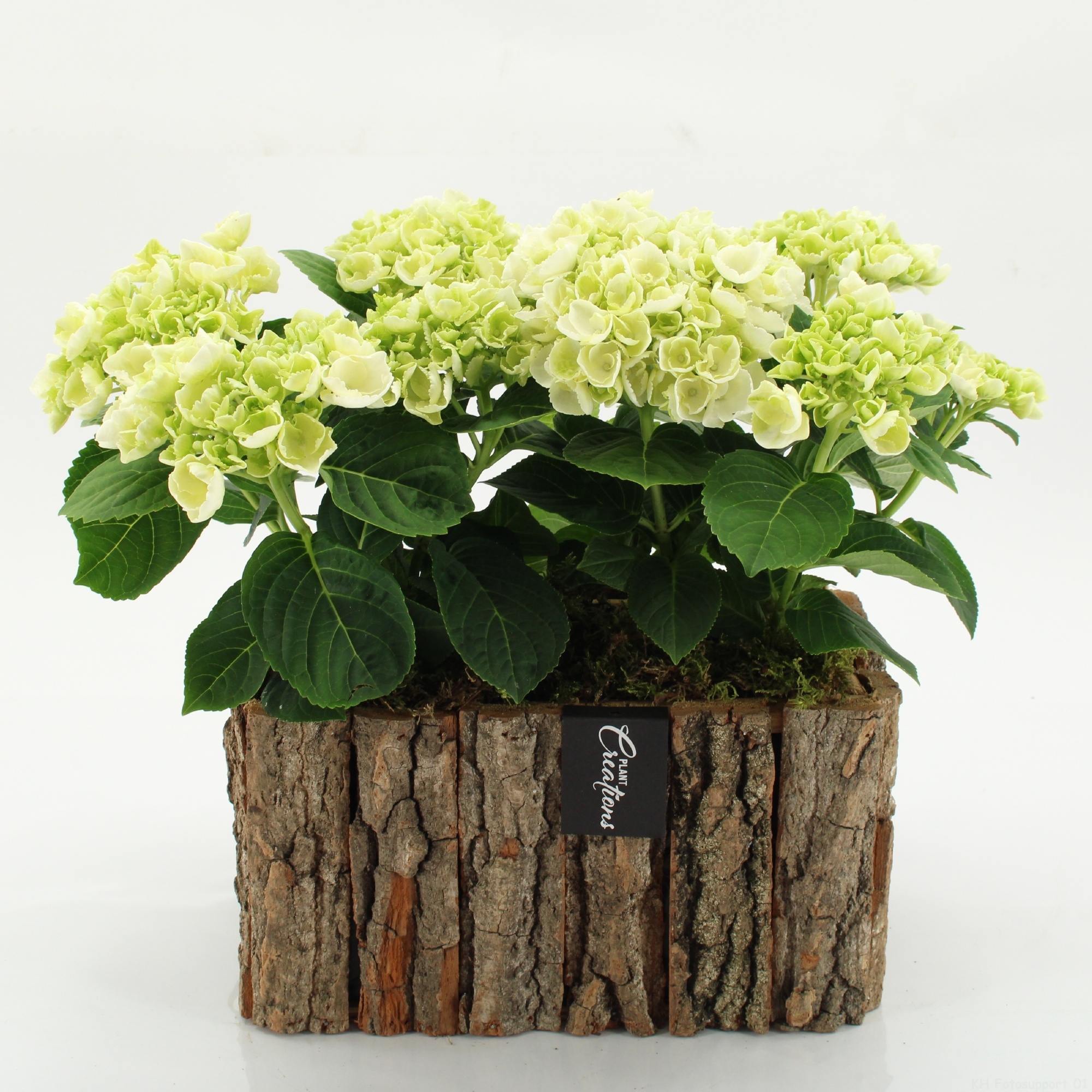 KHCR-2606W Hydrangea creations, D 26
