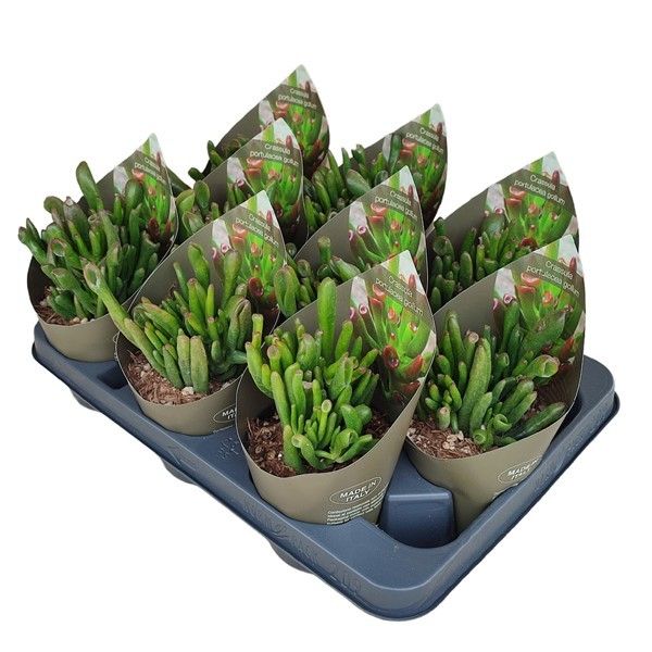CRASSULA PORTULACEA GOLLUM POT Ø 10,5 WITH POTCOVER (SUCCULENTEN), D 10,5 cm