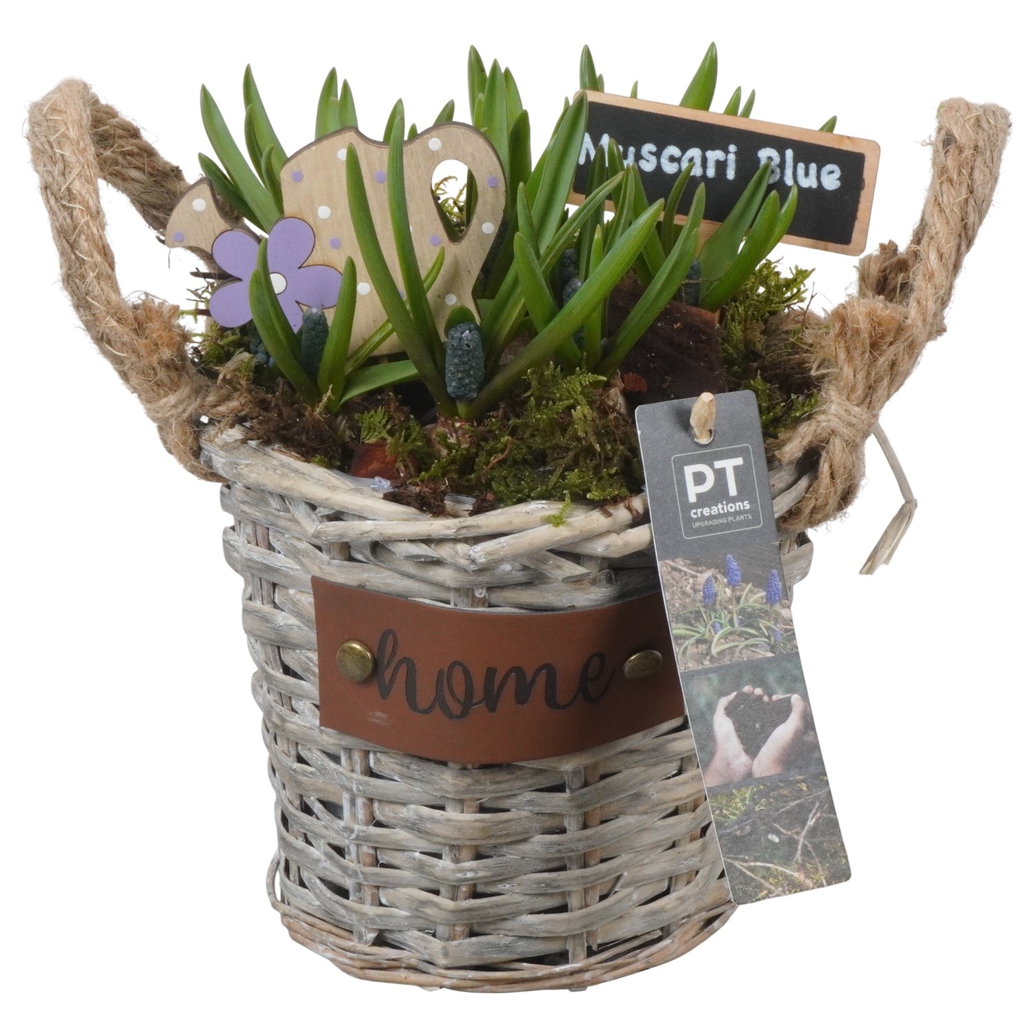 PTMB6235 Arrangement Muscari Blue in riet mand, D 16