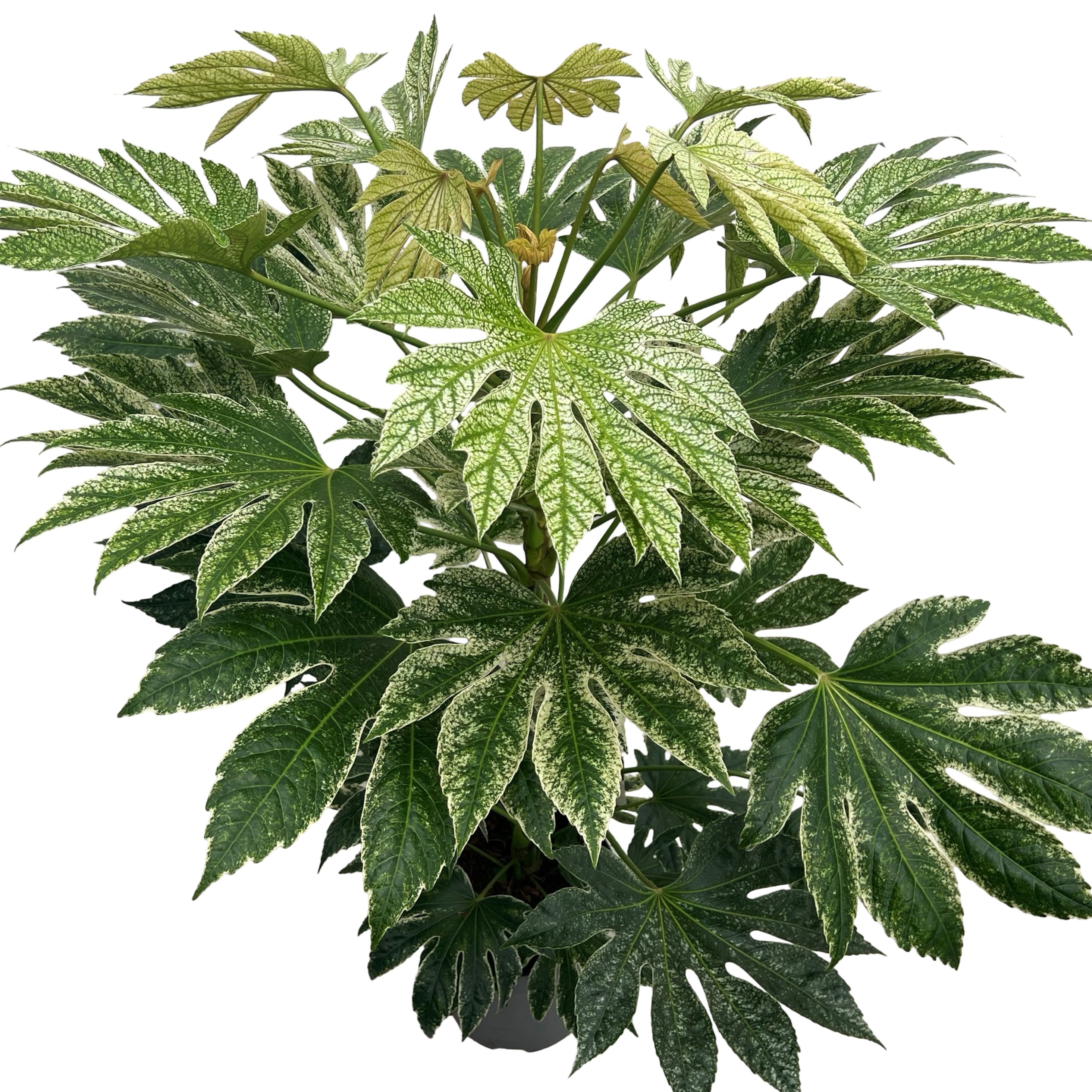 Fatsia jap. 'Spiderweb' sense, D 27