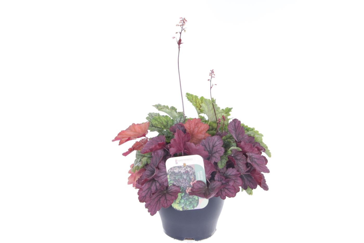 Heuchera Carnival, D 23