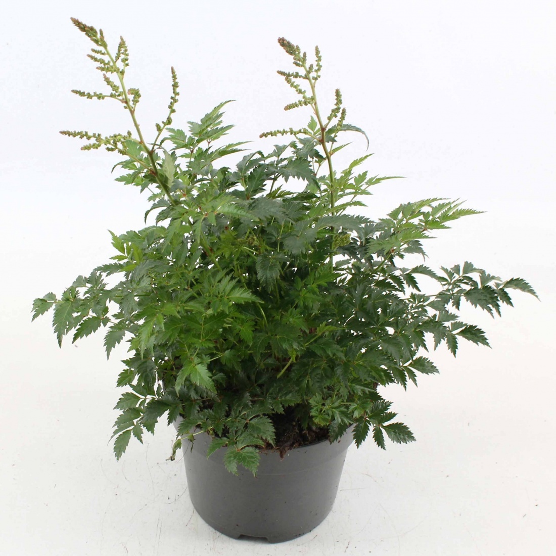 Astilbe (S) 'Hennie Graafland', D 17