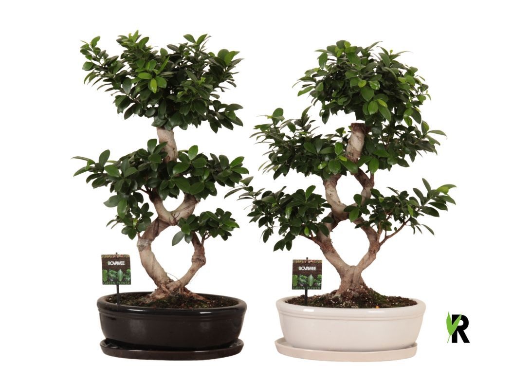 Ficus micr. 8-type in keram. ovaal schaal met schotel gemengd, D 35