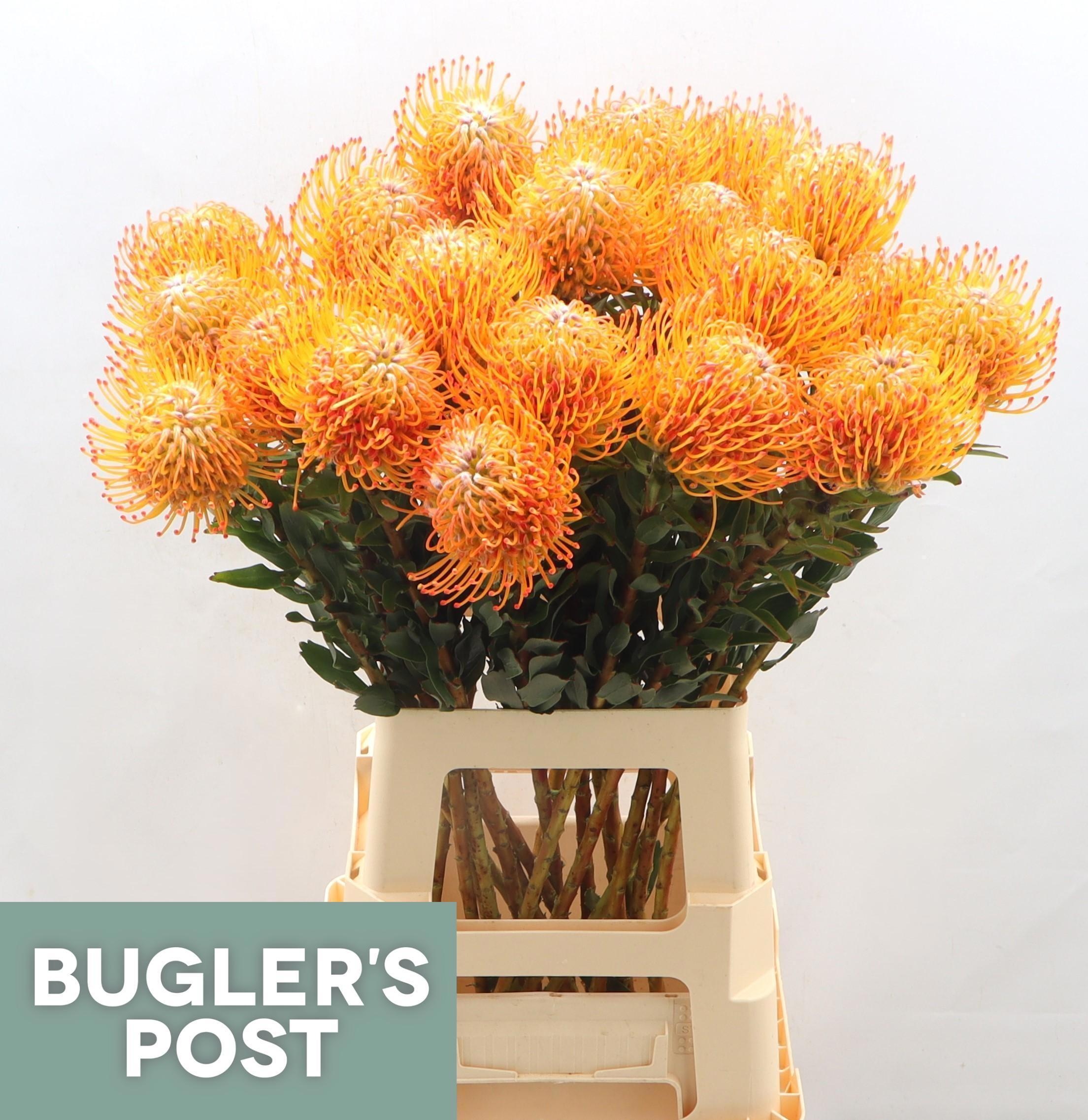 Нутанс Айоба Сан 70, шт.