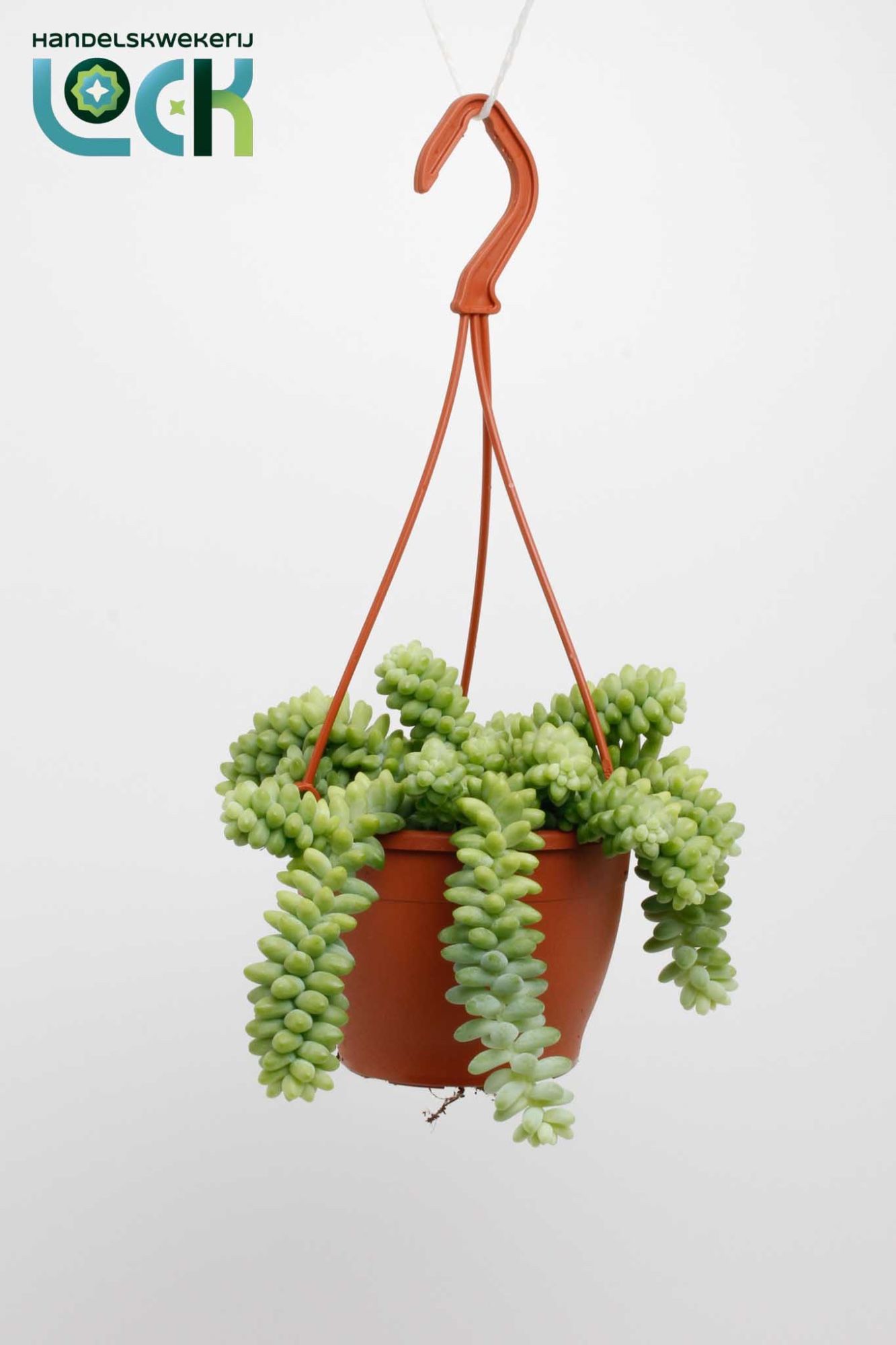 Sedum Burrito Hang, D 12