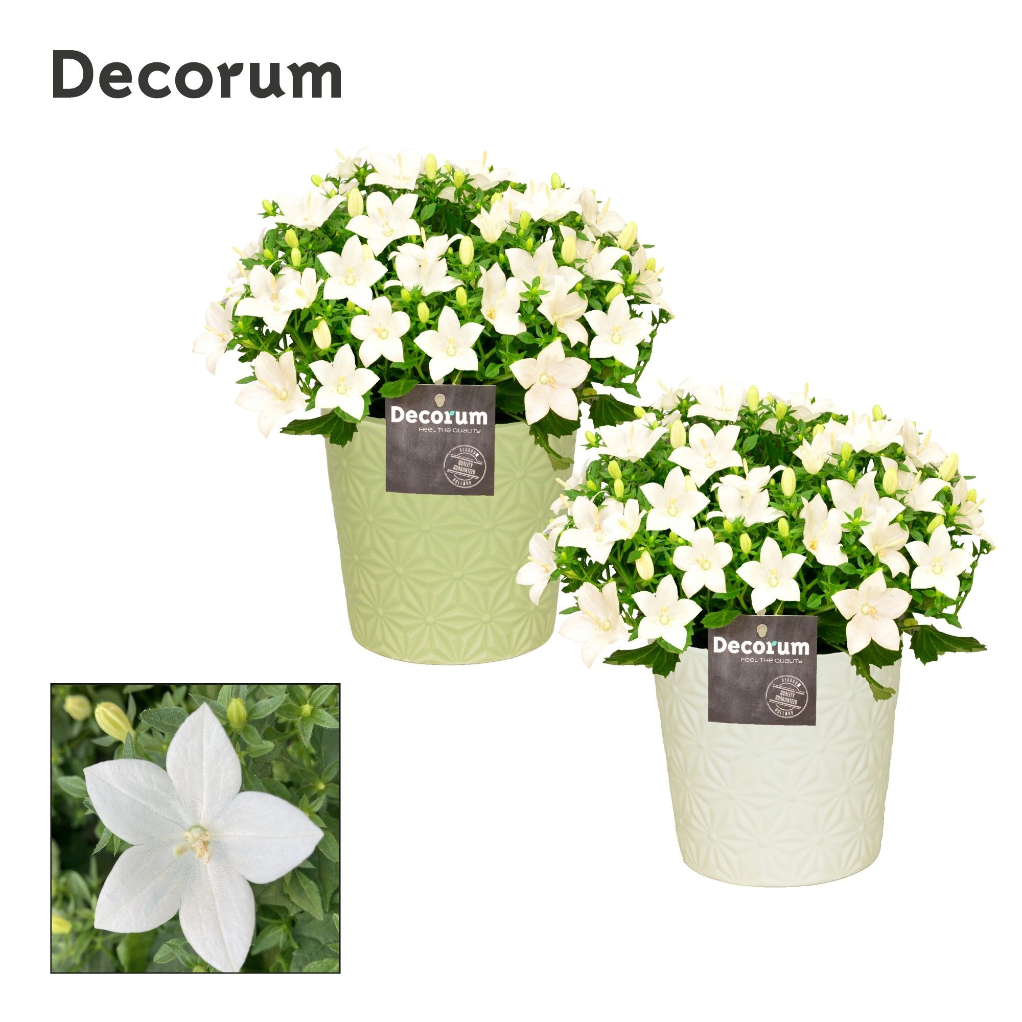 Campanula 'Atlanta' Decorum Juliette, D 13