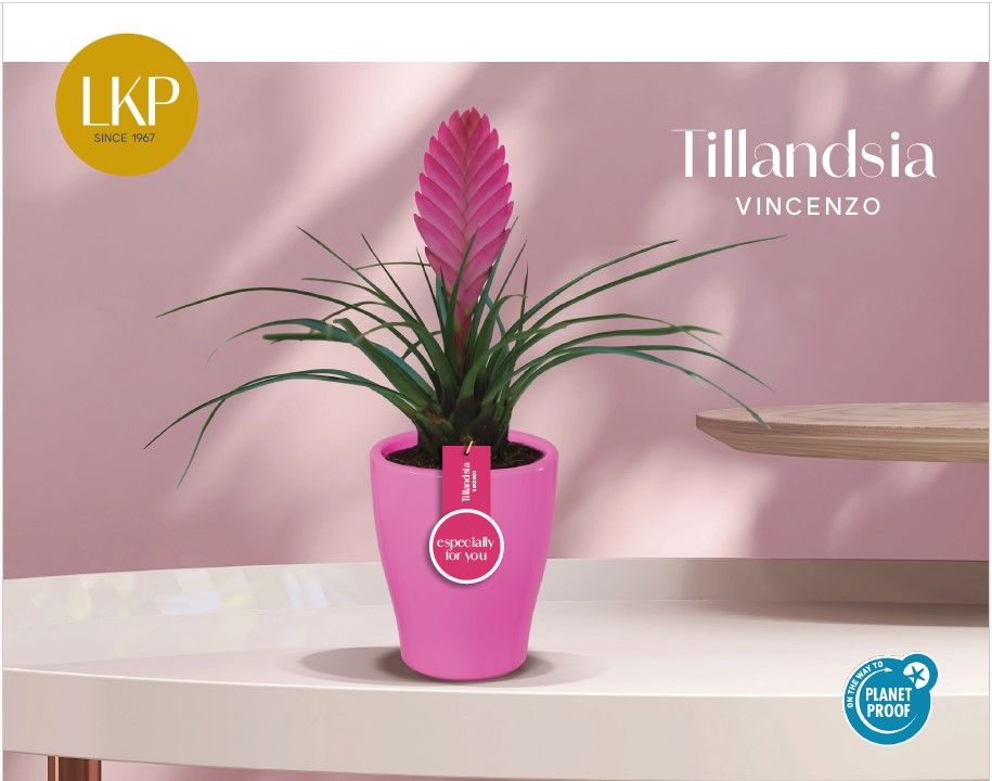 Tillandsia Vincenzo Roze Carly, D 6