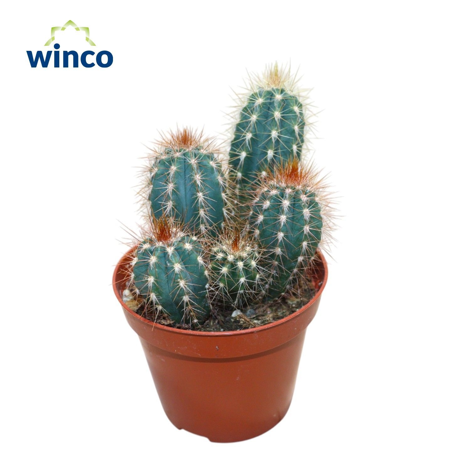 Pilosocereus Odilensis, D 8,5