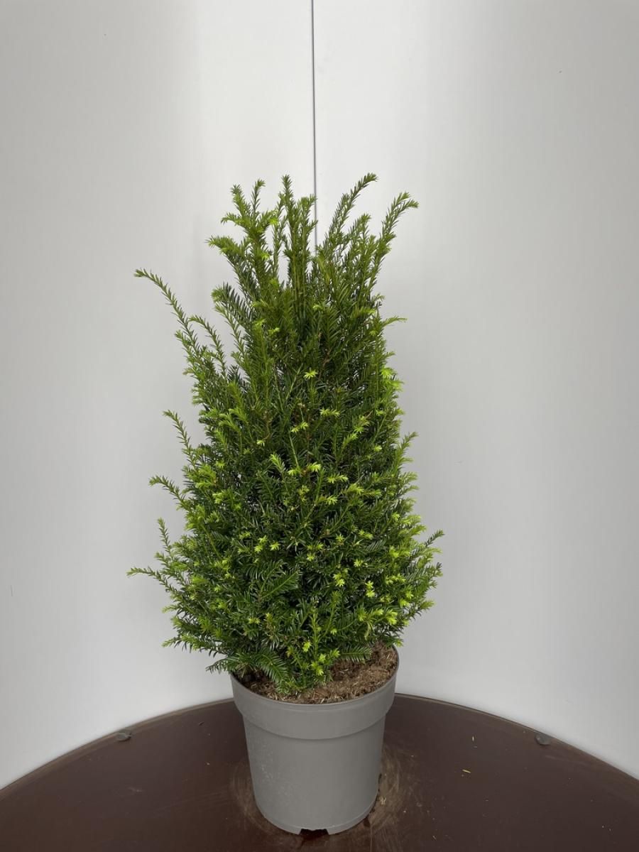 Taxus baccata, D 29