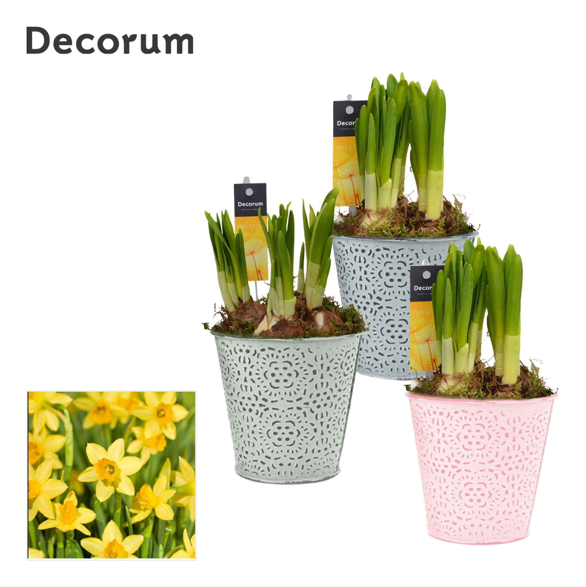 Narcis Blooming GM HL14697, D 10