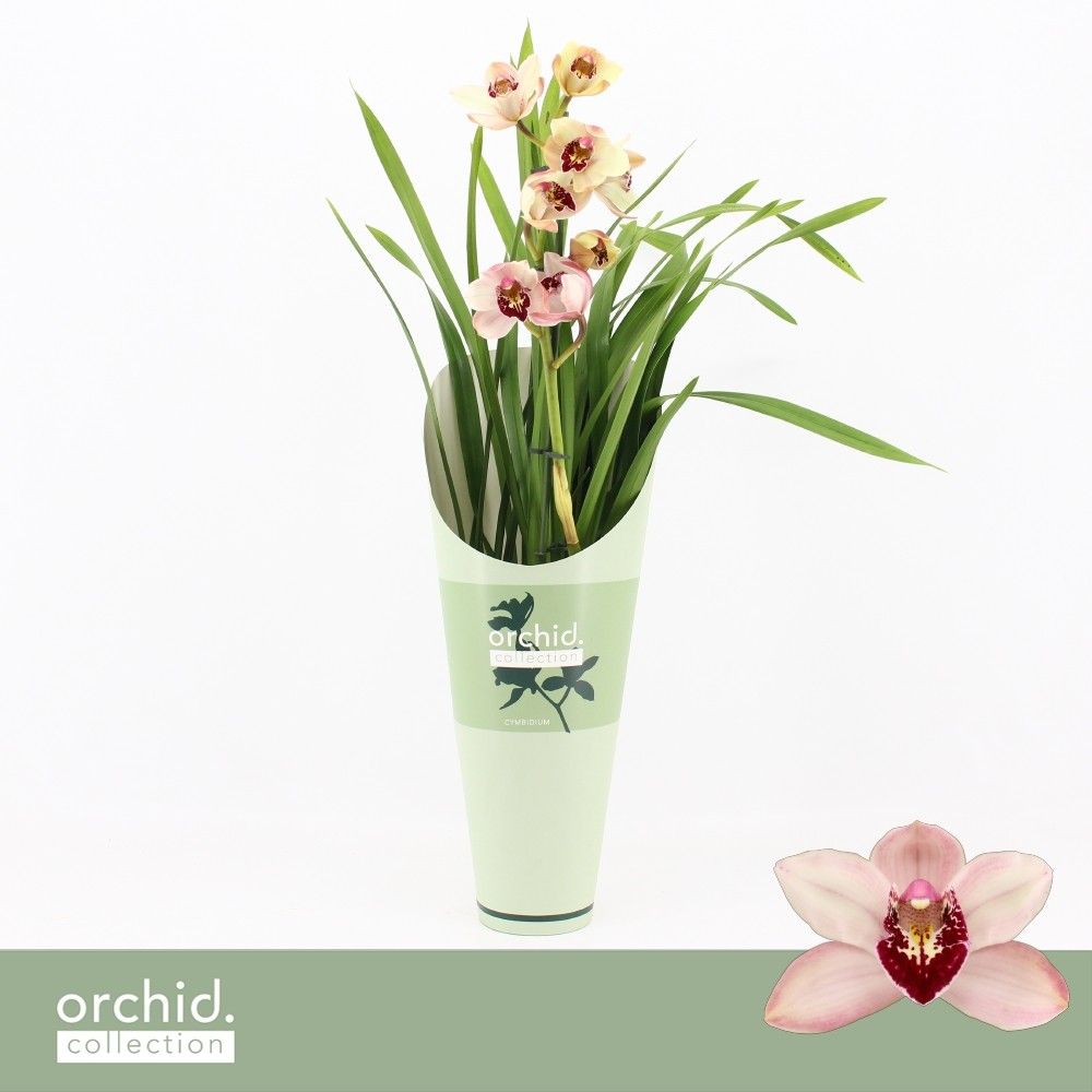 Cymbidium, Dwarf Pink 1-spike 'Orchid Collection' Potcover, D 12