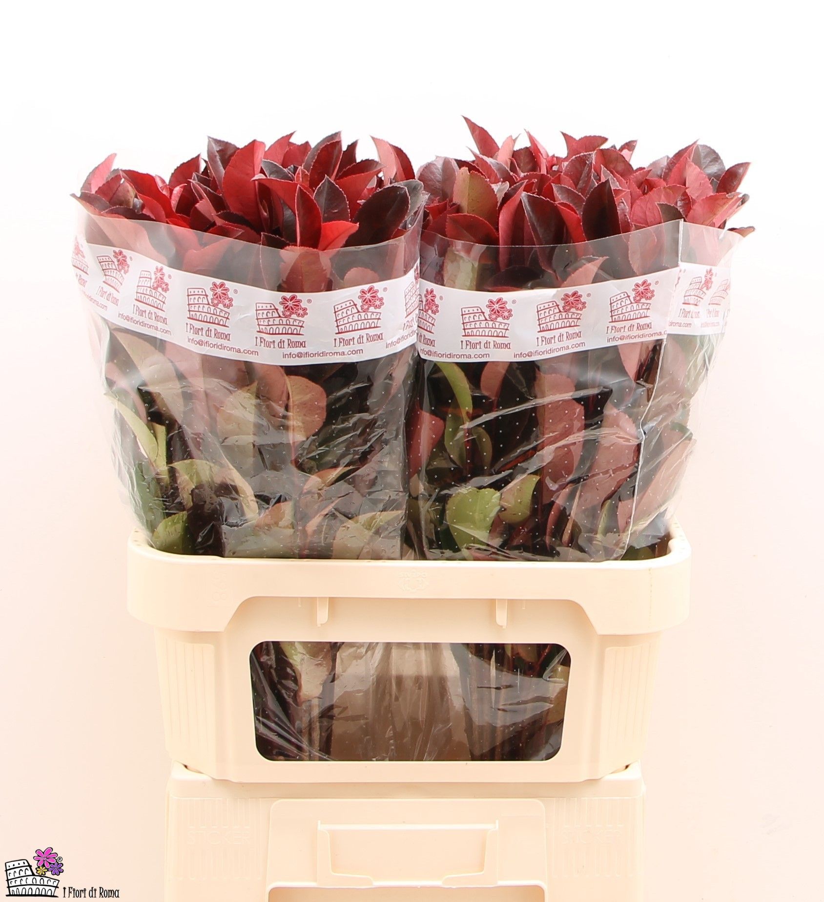 Фотиния Рэд Робин 80, шт.