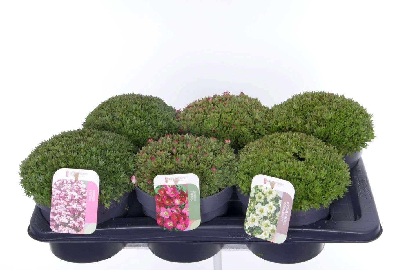 Saxifraga mix in tray, D 17