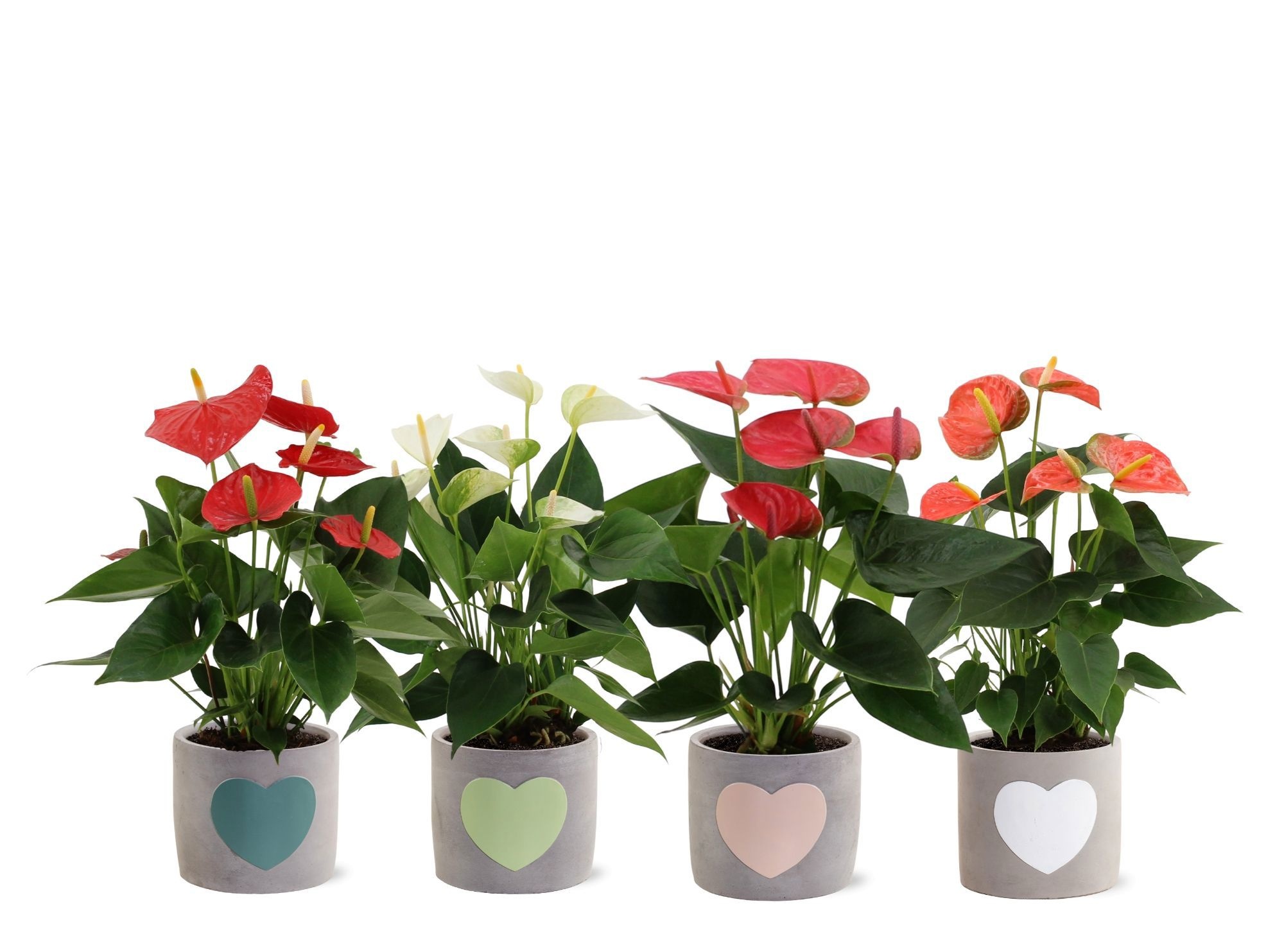 Anthurium 4 color mix in Jolijn 3 ceramics, D 12