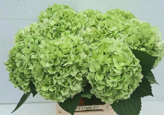 Гортензия Ивоор Классик 65, шт.