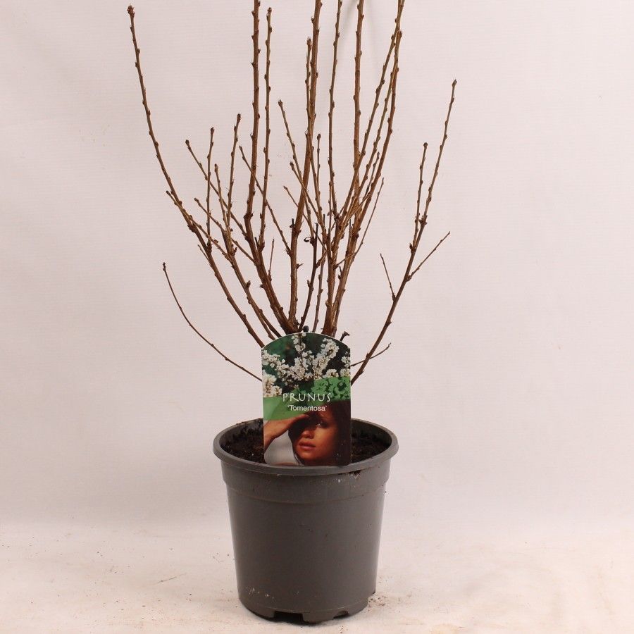 Prunus tomentosa, D 17