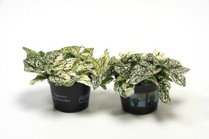 HYPOESTES PHYLLOSTACHYA 'WHITE', D 11