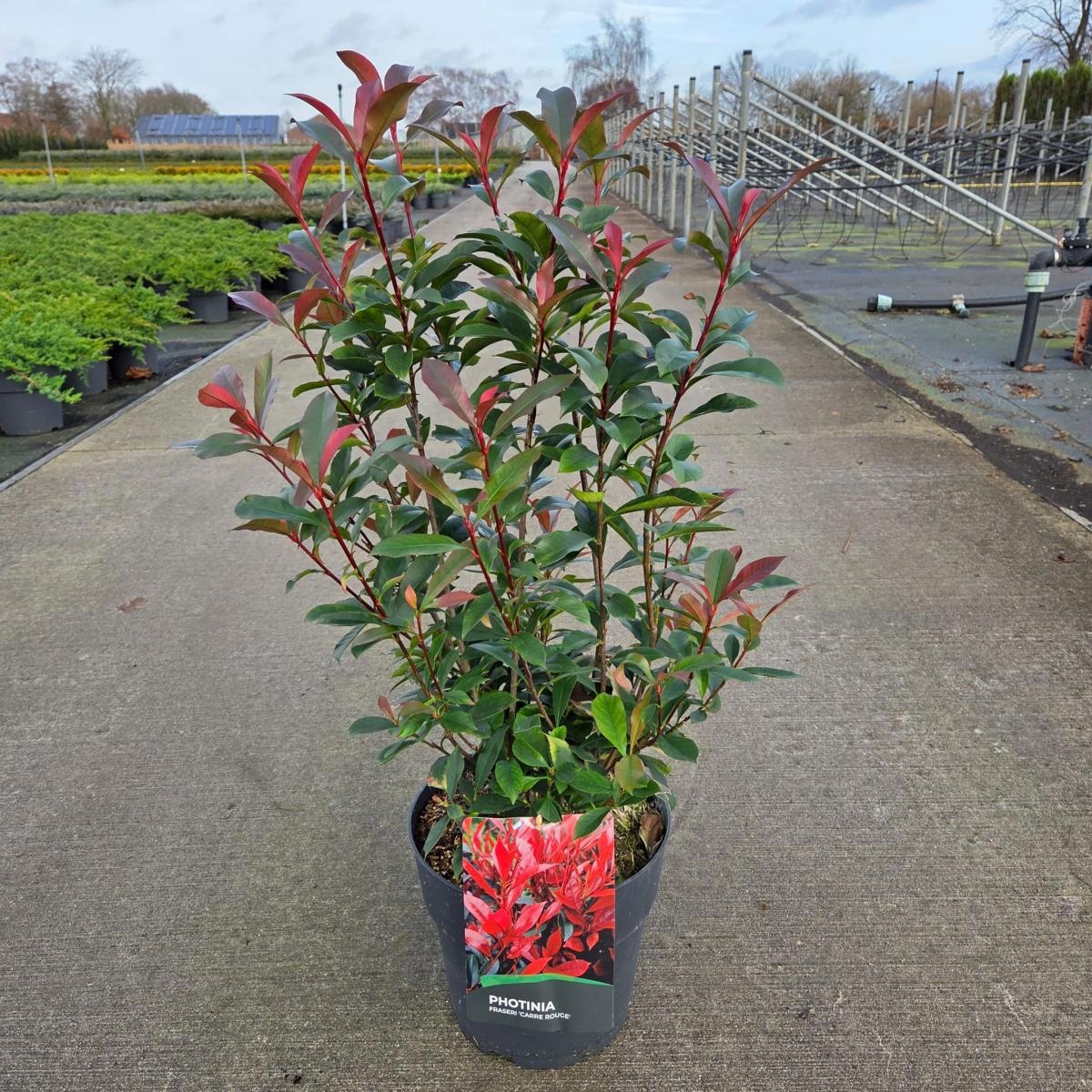 Photinia fraseri Carré Rouge, D 29