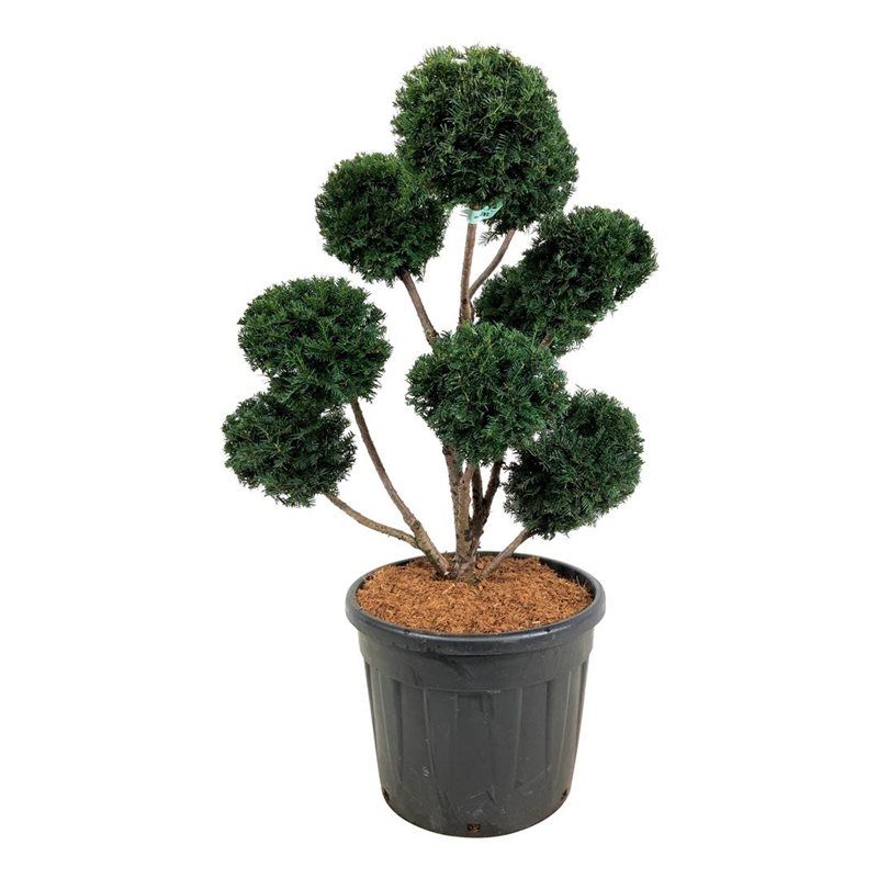 Taxus b. 'Höpken's Gigant', D 55 cm