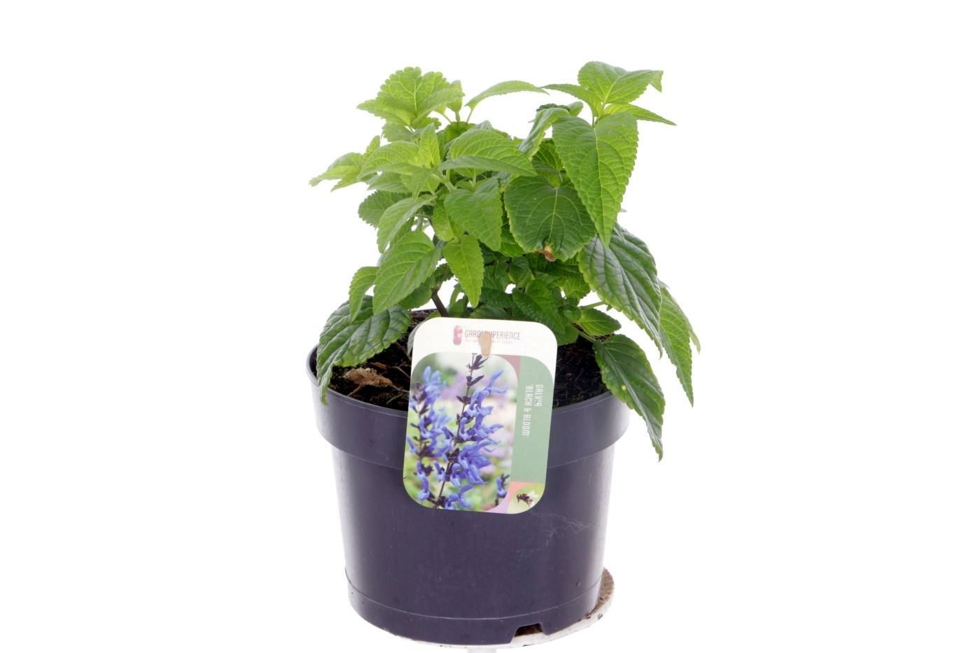 Salvia hybr. Black & Bloom, D 17