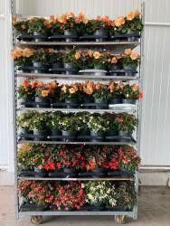 627 DM : Pot 17 cm Begonia Summerwings in kleuren, D 17