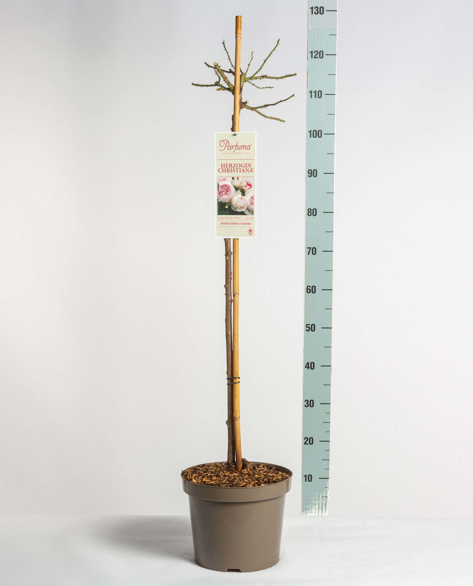 Rosa Parfuma (F) Herzogin Christiana ®, stam 90, C7.5, D 26 cm