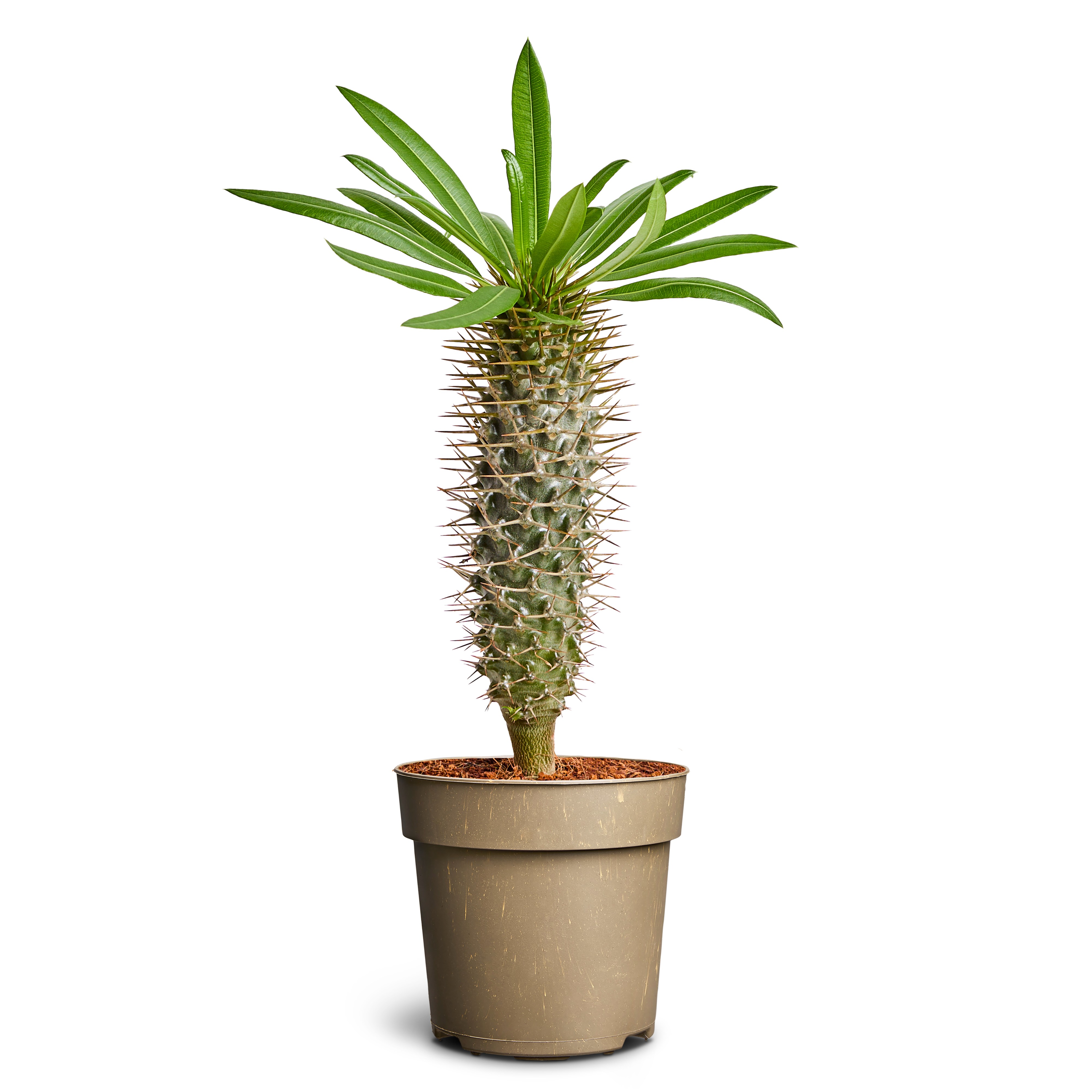 Pachypodium lamerei, D 11