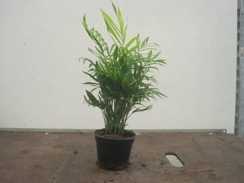 CHAMAEDOREA ELEGANS, D 12 cm