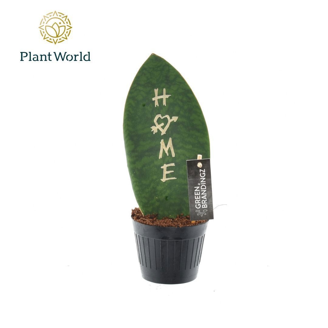 Sansevieria Green Brandingz Home, D 10,5