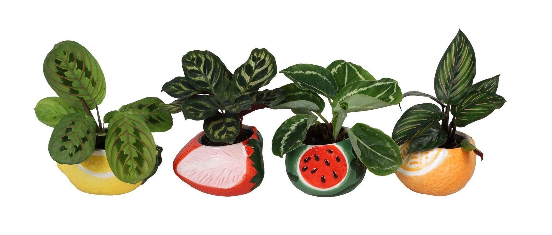 L 66679 with Calathea Mix 6 cm, D 6