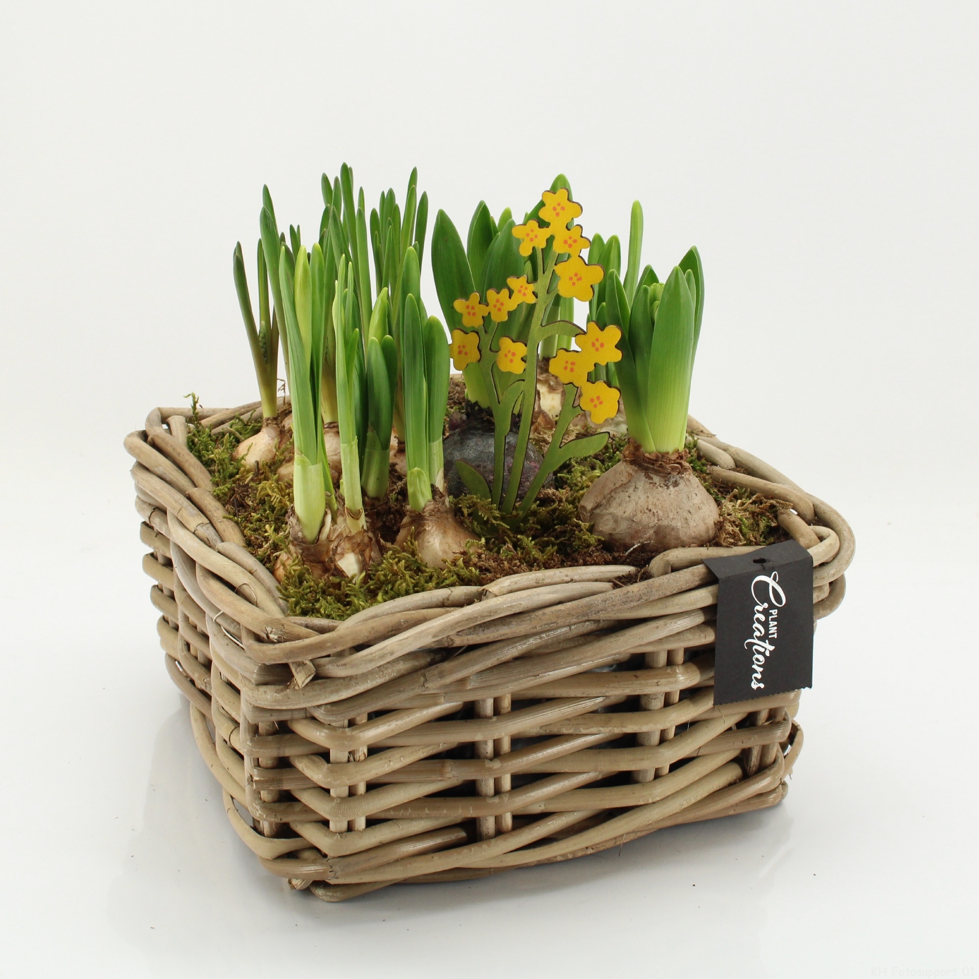 BLCR-2621 Bulbs creations, D 23