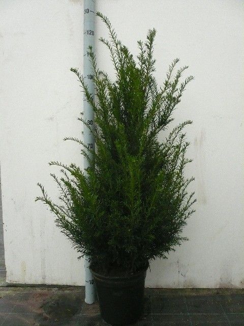 Taxus baccata plantmaat 100-120, D 27