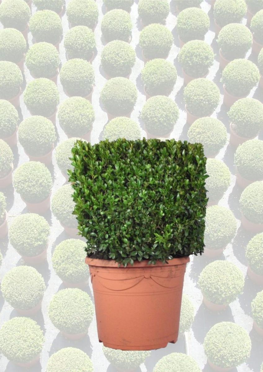 Buxus sempervirens, blok, D 30
