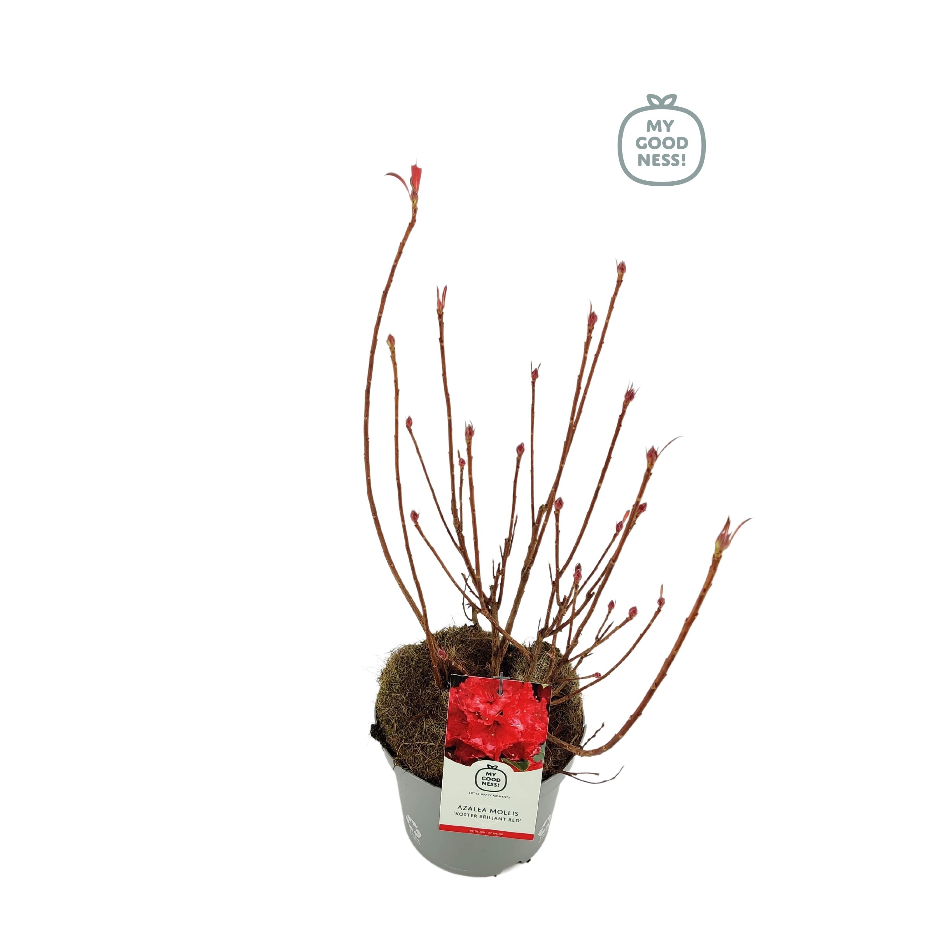 Azalea Mollis 40 /C5 'Koster Briljant', D 23