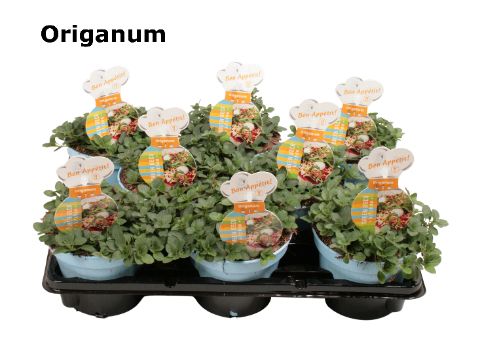 Origanum groen, D 12