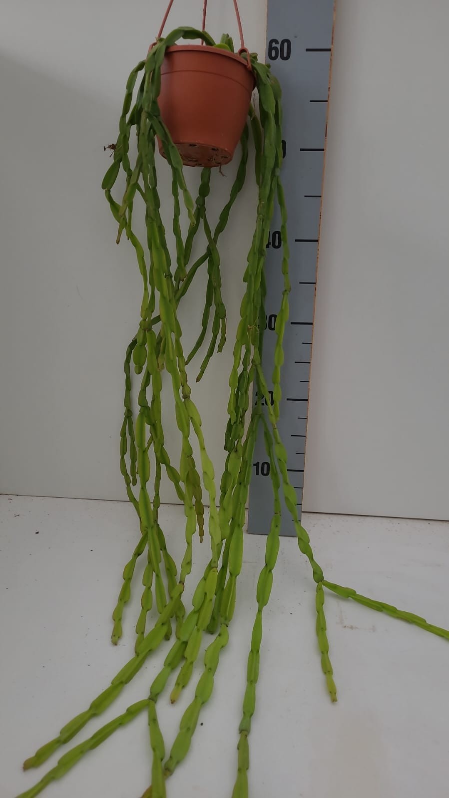 Rhipsalis Paradoxa minor, D 12