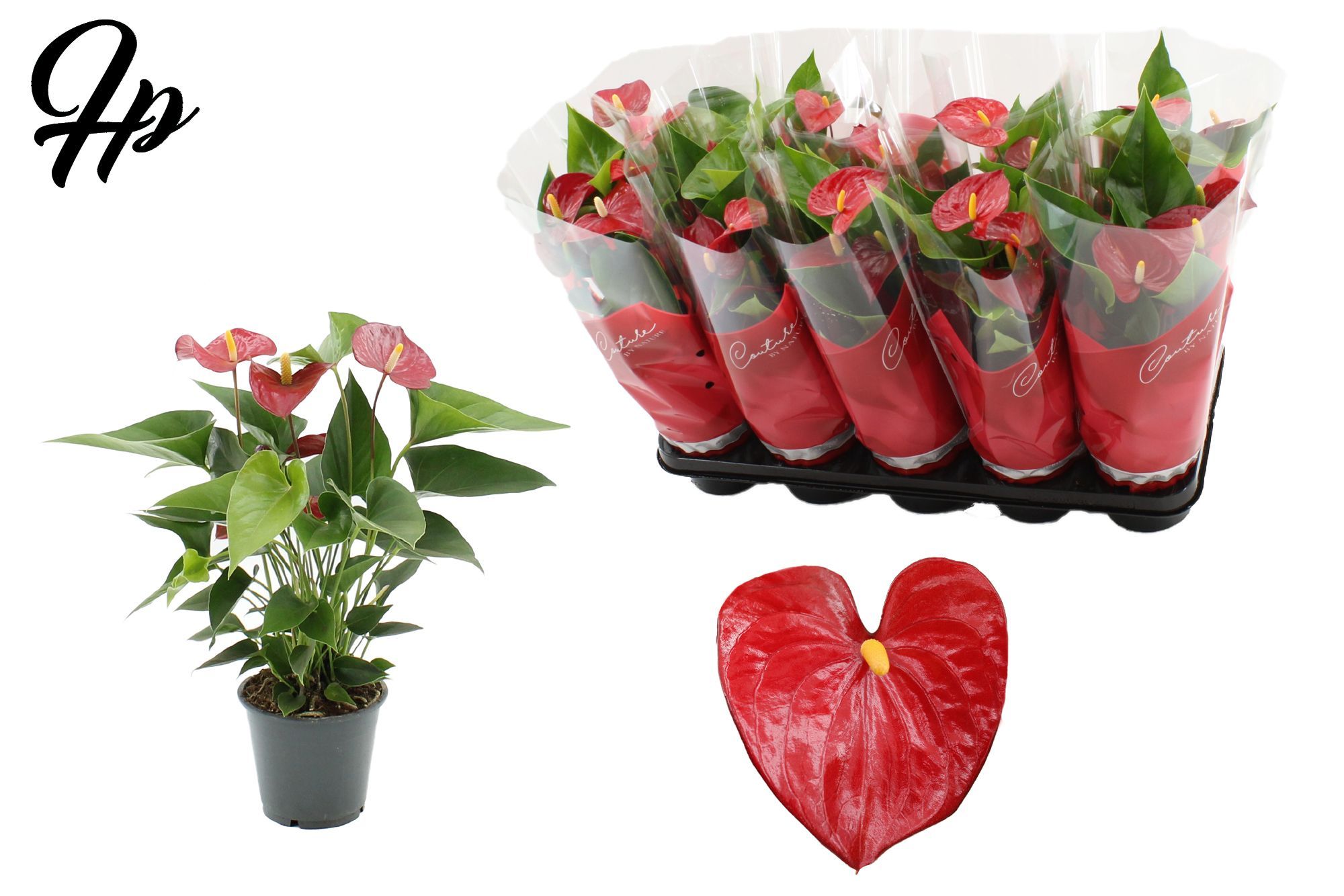 Anthurium Micra in Couture sleeve, D 12