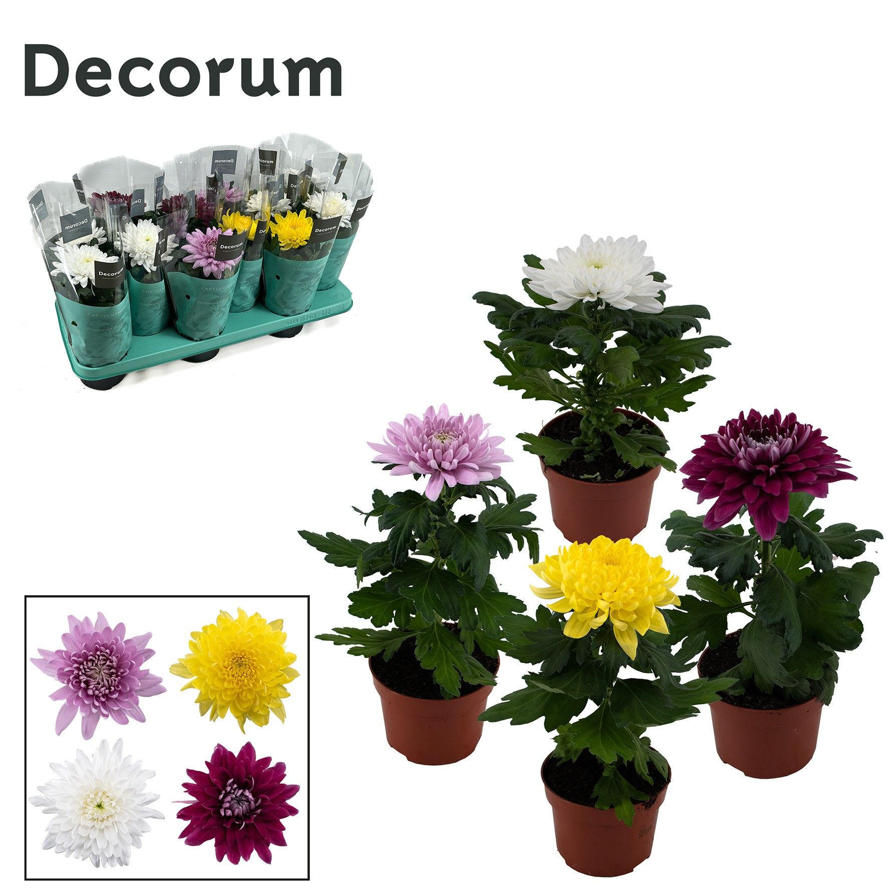 Decorum Chrysanne Supernova mix 1pp, D 10,5