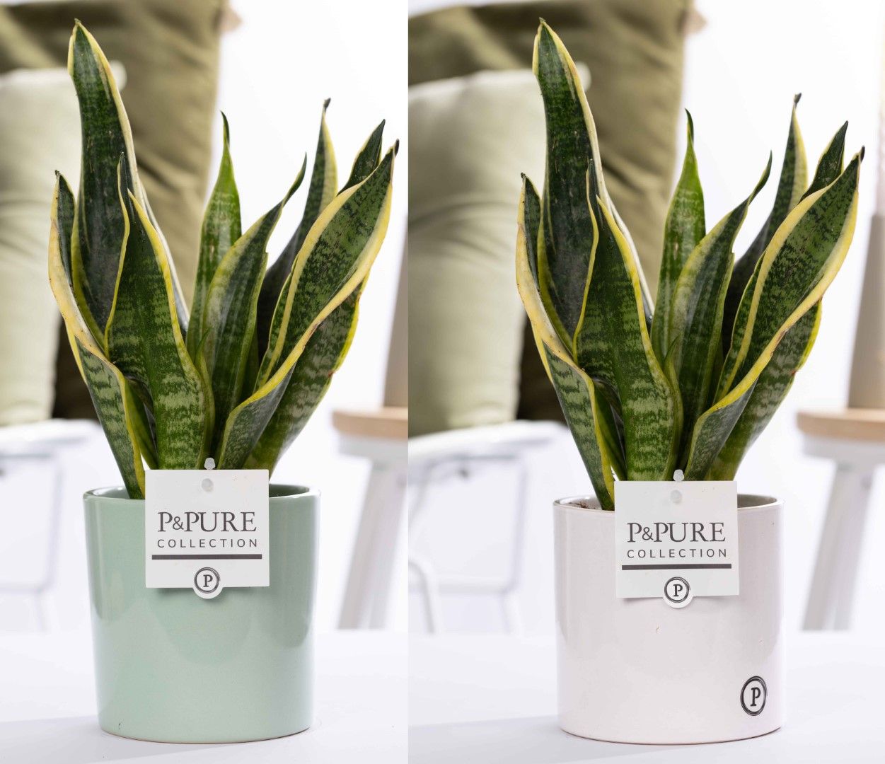 Sansevieria Trif. "Futura Superba" in P&PURE Essential cer ass.2, D 12