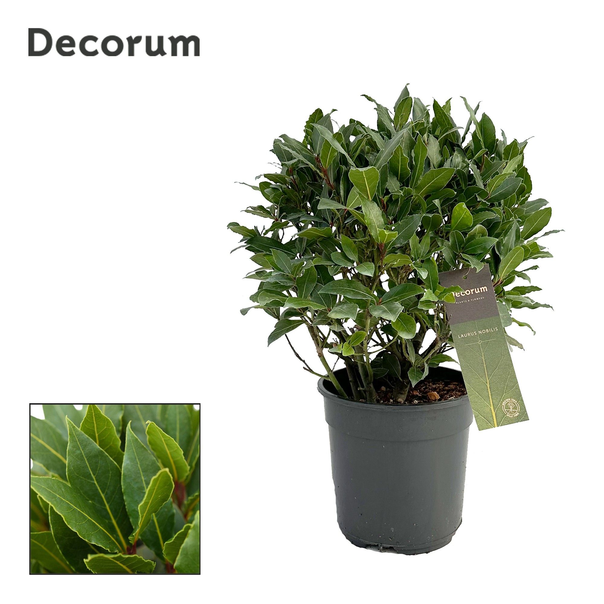 Laurus nobilis Bol zonder stam, D 20