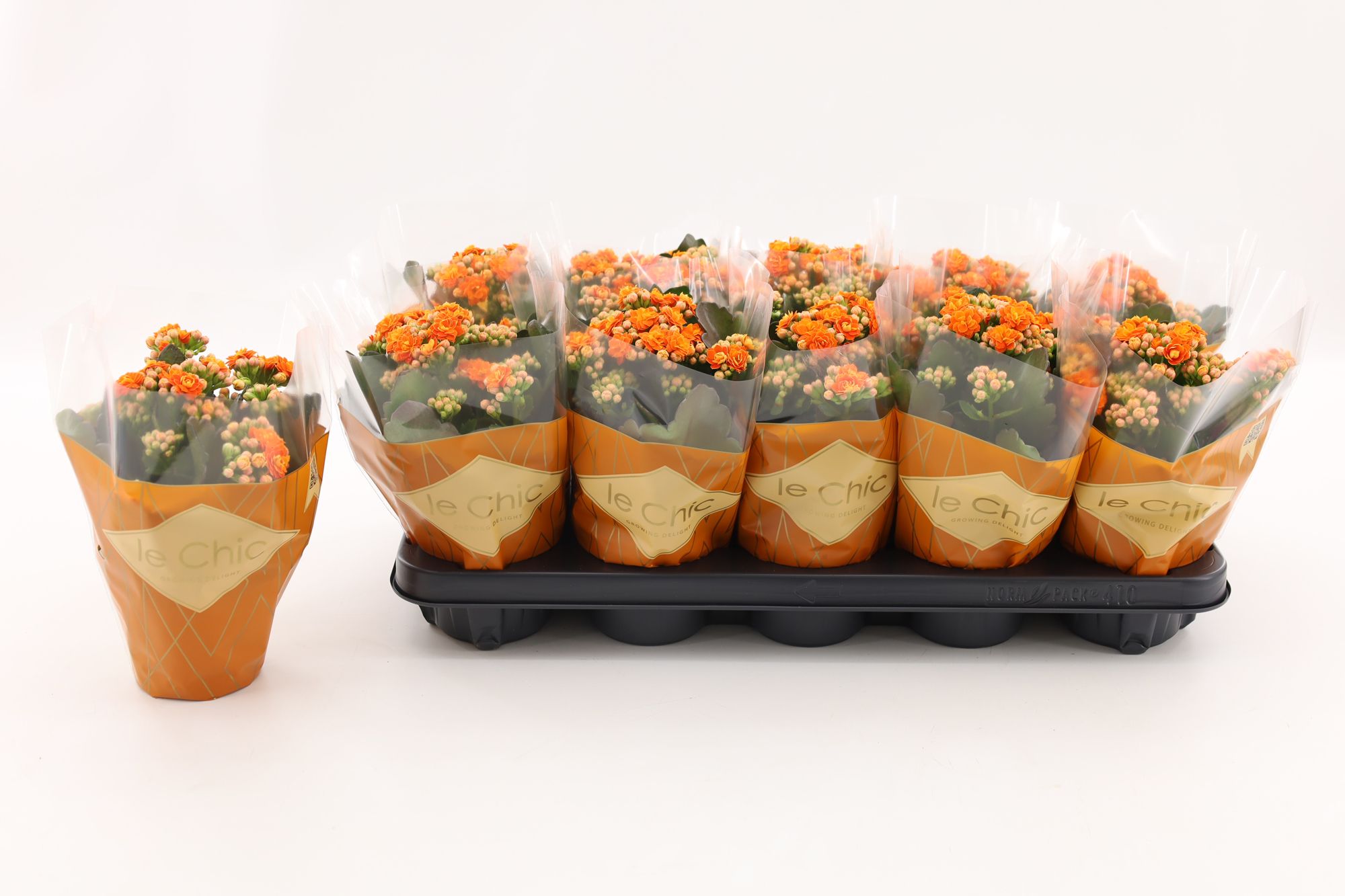 Kalanchoe Double, Le Chic Orange, D 10,5