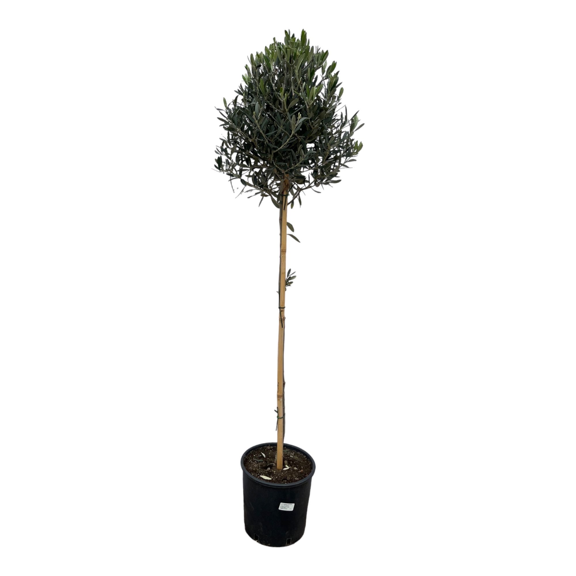 Olea Europaea stam - 160cm, D 24