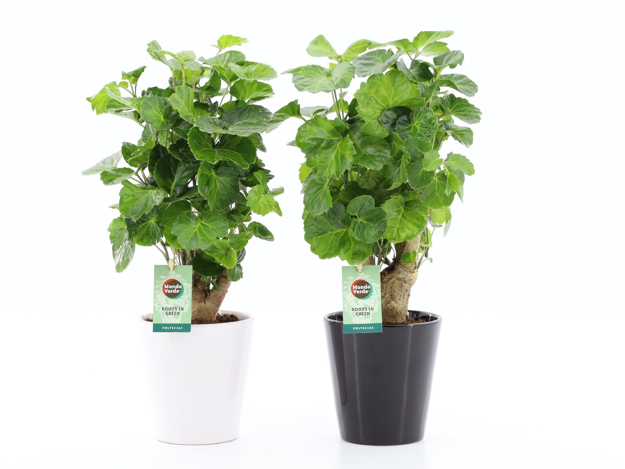 Polyscias Green Lemon in Zwart & Wit keramiek, D 13