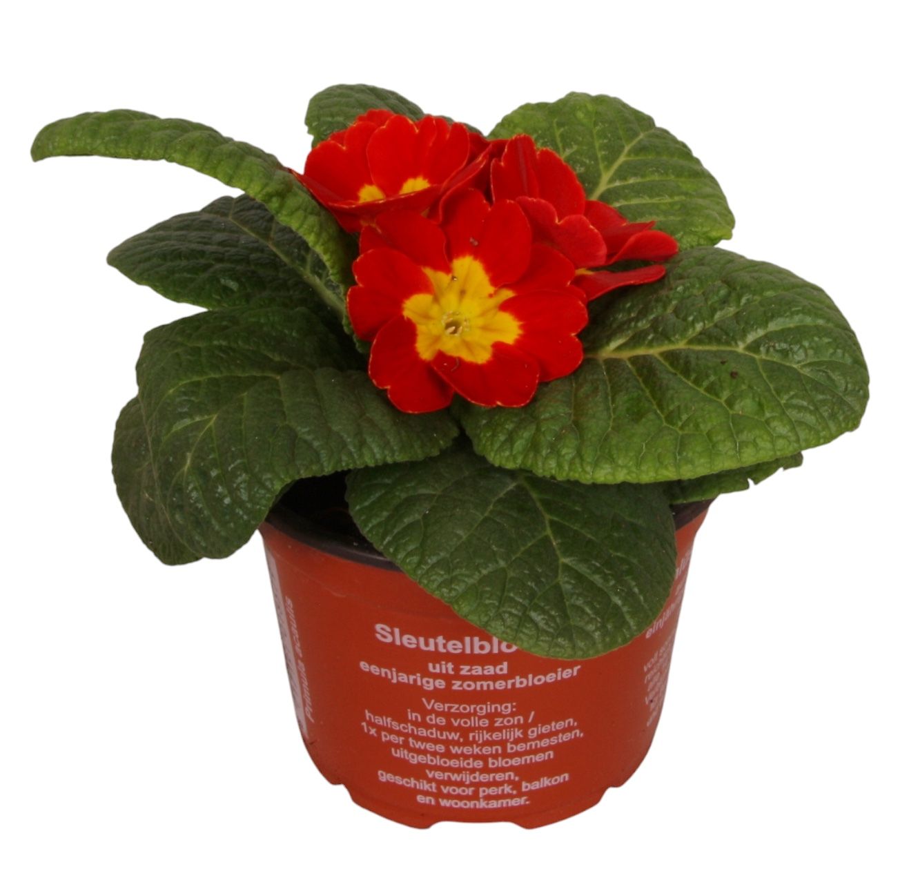 Primula Acaulis 9 cm Red', D 9