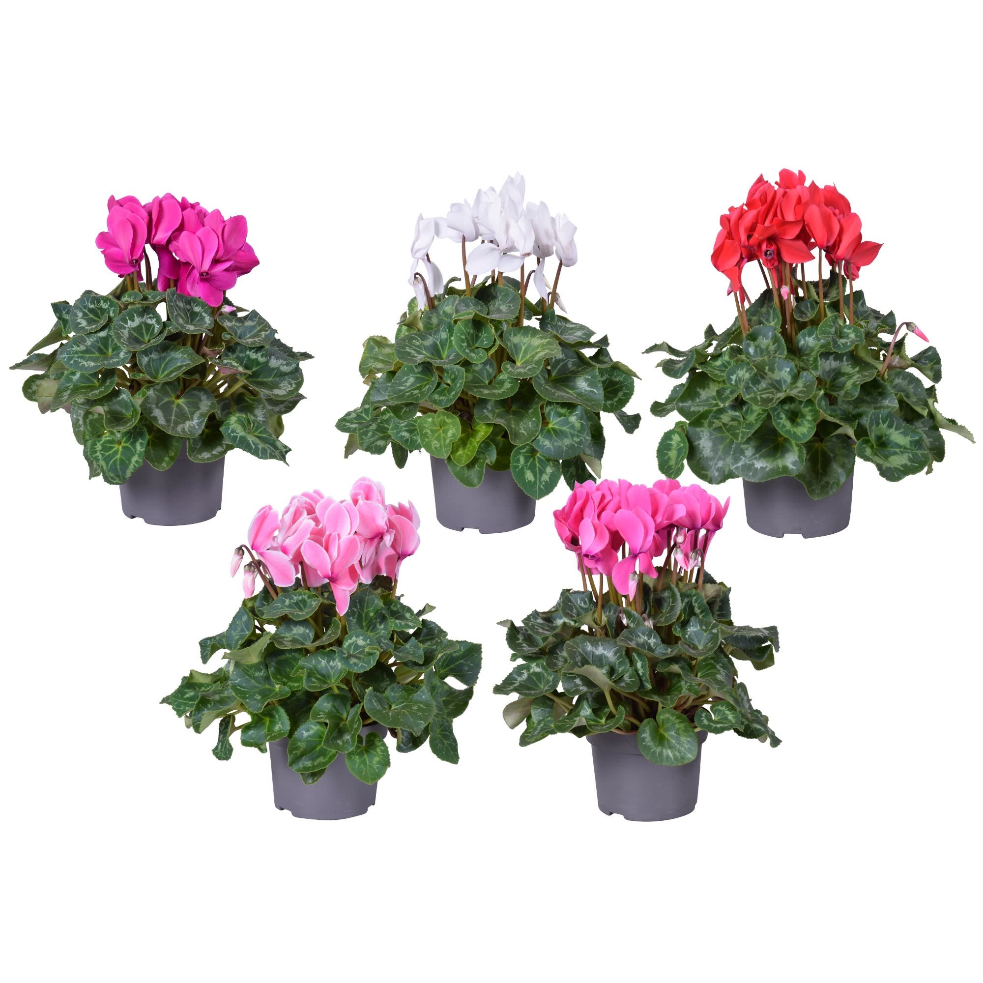 Cyclaam grootbl mixTRAY, D 13