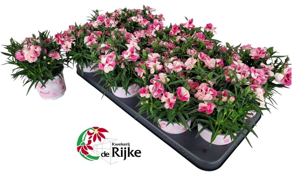 Dianthus Pink & Proud, D 10