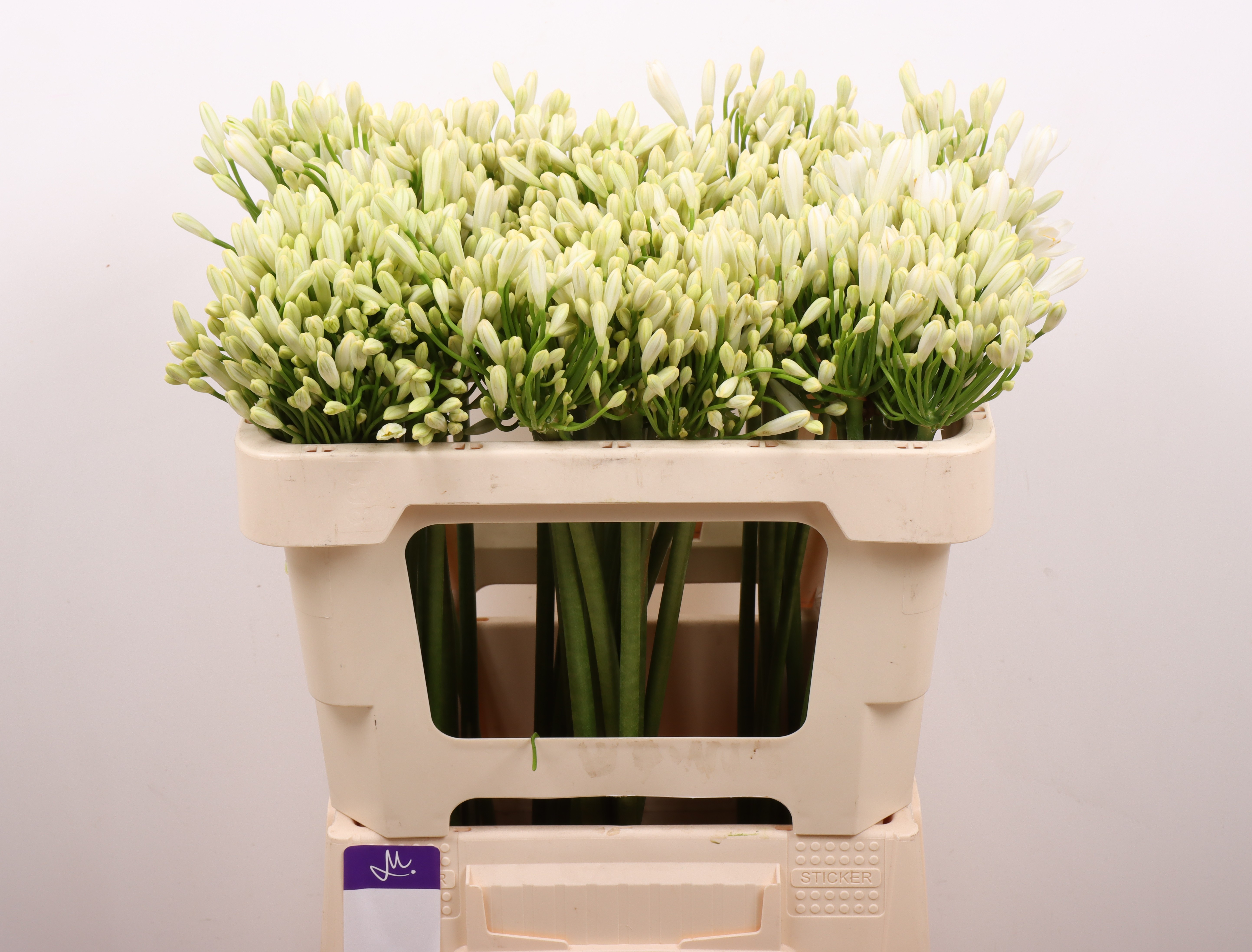 Агапантус Глетчер 50 (бел.), шт. Агапантус Глетчер 50 (бел.), шт.